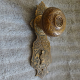 Victorian Door Knob with Back Plate by Corbin